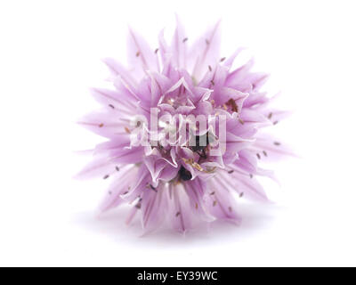 Fleurs d'oignons sur un fond blanc Banque D'Images