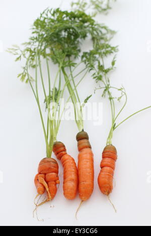 Les carottes fraîchement cueillies sur fond blanc Banque D'Images