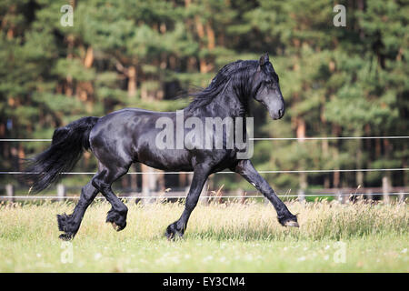 Cheval frison. Étalon noir trottant sur un pâturage. Allemagne Banque D'Images
