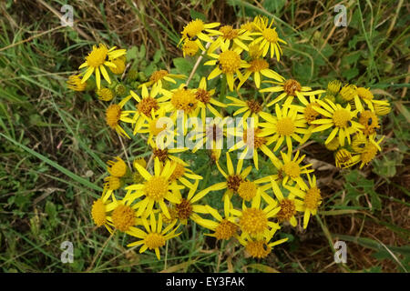 Jacobaea vulgaris, Séneçon, en fleurs, Berkshire, Juillet Banque D'Images