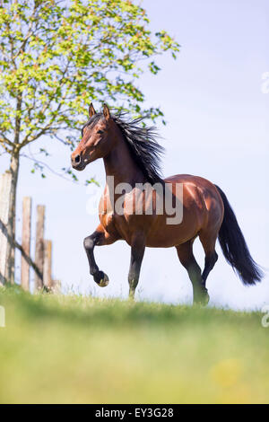 Pura Raza Espanola, andalou. Le trotteur hongre Bay sur un pâturage. Allemagne Banque D'Images