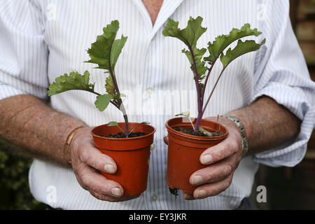 Un jardinier tenant deux pots avec les plantes de betteraves. Banque D'Images