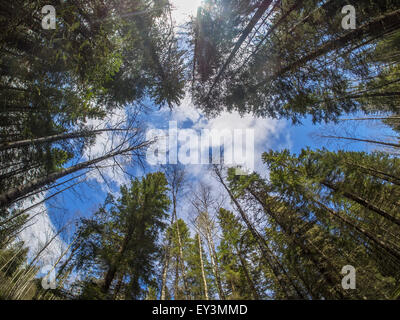 arbres de couronne Banque D'Images