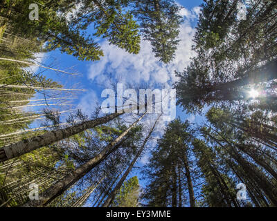 arbres de couronne Banque D'Images