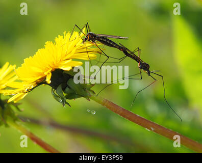 Grue-moustique mouche sur fleur Banque D'Images