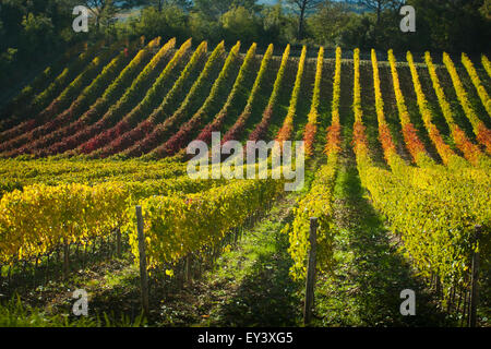 Vue à travers les vignes dans un vignoble en automne. Banque D'Images