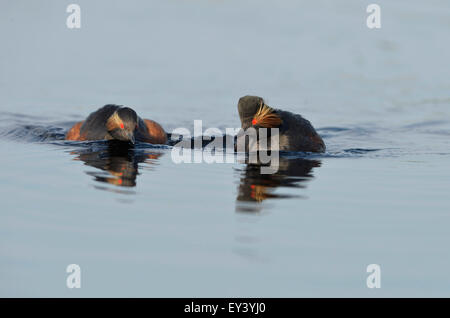 Grèbe à cou noir (Podiceps nigricollis) paire nageant ensemble, en plumage nuptial, delta du Danube, Roumanie, mai Banque D'Images