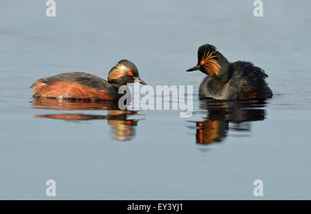 Grèbe à cou noir (Podiceps nigricollis) paire nageant ensemble, en plumage nuptial, delta du Danube, Roumanie, mai Banque D'Images