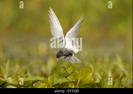 Guifette noire (Chlidonias niger) adulte en vol, planant au-dessus de la végétation aquatique, delta du Danube, Roumanie, mai Banque D'Images