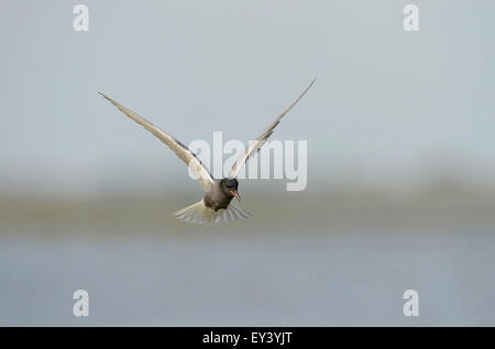 Guifette noire (Chlidonias niger) adulte en vol, le delta du Danube, Roumanie, mai Banque D'Images