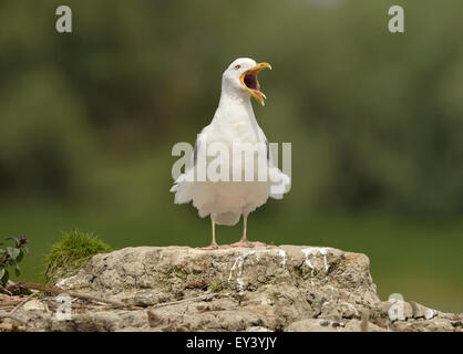 Caspian Gull (Larus cachinnans) adulte debout sur mound, appelant, delta du Danube, Roumanie, mai Banque D'Images