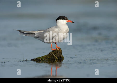 La sterne pierregarin (Sterna hirundo) adulte debout sur la végétation flottante, delta du Danube, Roumanie, mai Banque D'Images