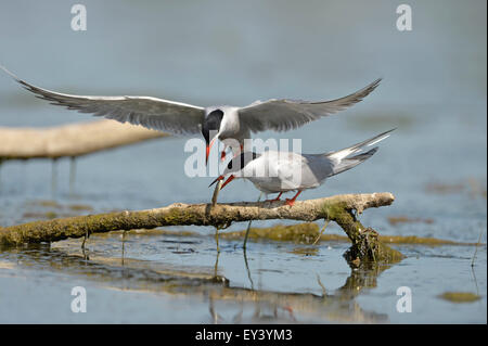 La sterne pierregarin (Sterna hirundo) paire debout sur branch, homme passant petit poisson brochet pour femme, delta du Danube, Roumanie, mai Banque D'Images