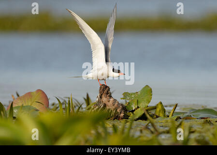 La sterne pierregarin (Sterna hirundo) adulte debout sur la souche, stretching, ailes delta du Danube, Roumanie, mai Banque D'Images