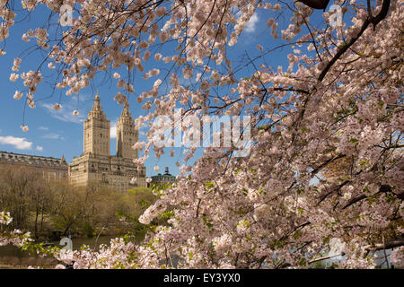 Les fleurs de cerisier au printemps dans Central Park, Manhattan, New York. Banque D'Images