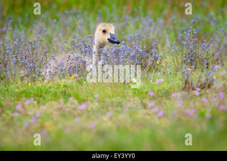 Gosling dans un pré de fleurs sauvages. Banque D'Images