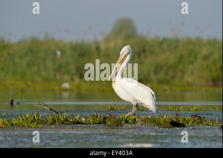 Pélican frisé (Pelecanus crispus) debout dans l'eau sur la végétation aquatique, delta du Danube, Roumanie, mai Banque D'Images