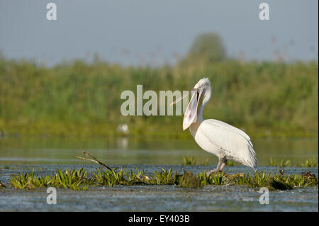 Pélican frisé (Pelecanus crispus) debout dans l'eau de végétation aquatique, l'ouverture de bec, delta du Danube, Roumanie, mai Banque D'Images