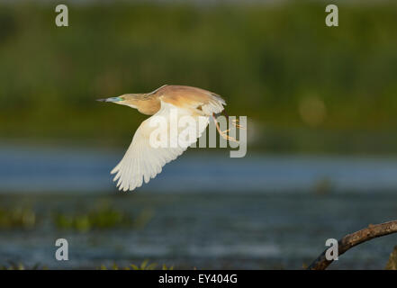 Crabier chevelu (Ardeola ralloides) adulte en plumage nuptial en vol, le delta du Danube, Roumanie, mai Banque D'Images