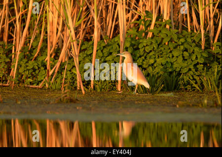 Crabier chevelu (Ardeola ralloides) adulte en plumage nuptial, debout parmi la végétation aquatique, delta du Danube, Roumanie, mai Banque D'Images