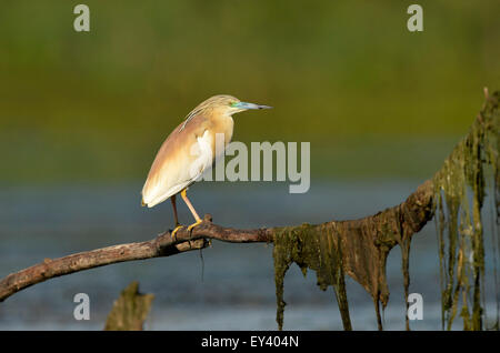 Crabier chevelu (Ardeola ralloides) adulte en plumage nuptial, perché sur une branche au-dessus de l'eau, delta du Danube, Roumanie, mai Banque D'Images