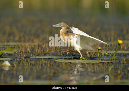 Crabier chevelu (Ardeola ralloides) adulte en plumage nuptial, marcher sur la végétation aquatique, delta du Danube, Roumanie, mai Banque D'Images