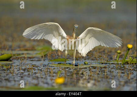 Crabier chevelu (Ardeola ralloides) adulte en plumage nuptial, marcher parmi la végétation aquatique, ailes déployées, Danube delt Banque D'Images