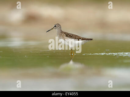 Le chevalier sylvain (Tringa glareola) des profils de patauger dans des eaux peu profondes, la côte de la mer Noire, la Roumanie, mai Banque D'Images