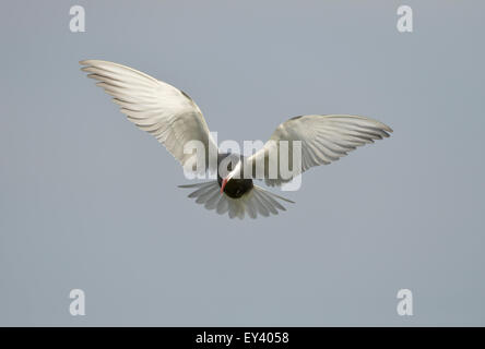 Guifette moustac (Chlidonias hybrida) adulte en vol, en plumage nuptial, delta du Danube, Roumanie, mai Banque D'Images