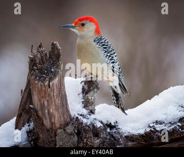 Pic Ã tête rouge se percher sur une branche couverte de neige. Banque D'Images