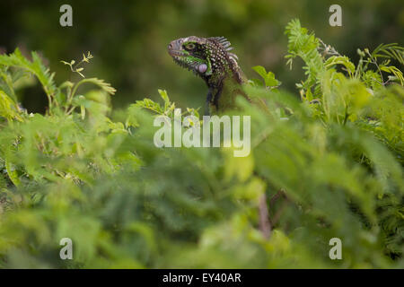 Iguane vert caché dans une végétation luxuriante. Banque D'Images