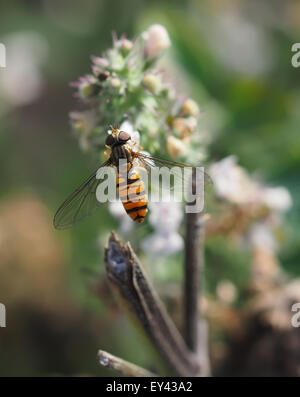 Hoverfly en forêt Banque D'Images