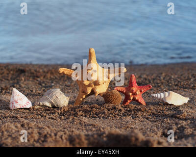 Les étoiles de mer et les coquillages sur la plage du lac Banque D'Images