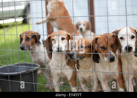 Fox hounds dans une cage Banque D'Images