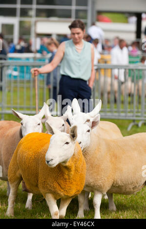 Llanelwedd, Powys, au Royaume-Uni. 21 juillet 2015. Une femme juge jette un oeil plus Defaid moutons Cheviot expositions dans l'anneau de moutons sur le deuxième jour de l'exposition. Le Royal Welsh Show est salué comme le plus grand et plus prestigieux événement de son genre en Europe. Plus de 200 000 visiteurs sont attendus cette semaine au cours de la période de quatre jours - 2014 a vu 237 694 visiteurs, 1 033 tradestands & un enregistrement 7 959 exposants de l'élevage. Le tout premier spectacle a été à Aberystwyth en 1904 et a attiré 442 entrées de l'élevage. Credit : Graham M. Lawrence/Alamy Live News. Banque D'Images