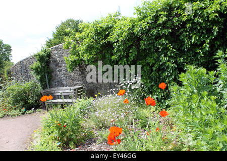 Fleurs sauvages et mur de pierre le long de la Broadwalk, Le Jardin Botanique National du Pays de Galles, Llanarthne, Carmarthenshire, Pays de Galles. UK Banque D'Images