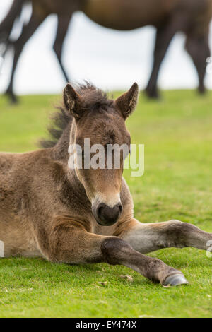 Young Pony assis sur l'herbe à The Haytor Rock, parc de Dartmoor, Devon, UK Banque D'Images