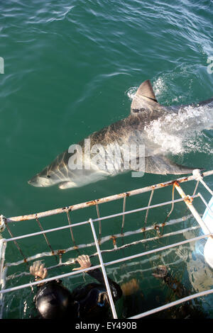 Grand requin blanc passe divers dans la cage Banque D'Images