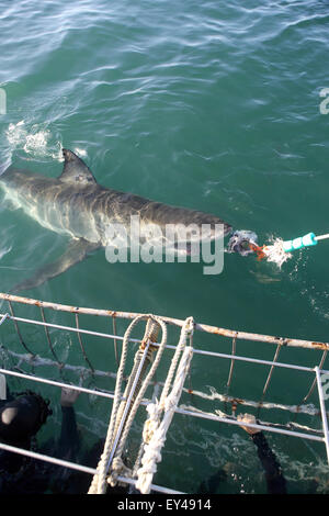 Grand requin blanc passe divers dans la cage Banque D'Images