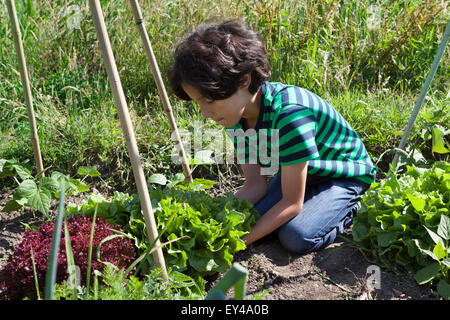 Petit garçon dans le potager creuser vers le haut frais vert endive Banque D'Images