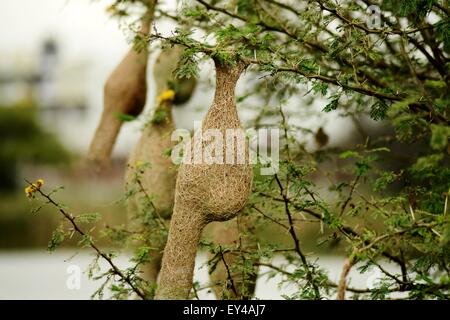 Baya weaver nest Banque D'Images