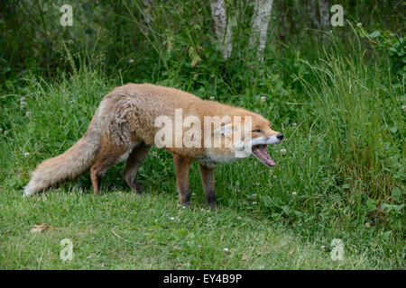 Fox : Vulpes vulpes. Des animaux en captivité Banque D'Images