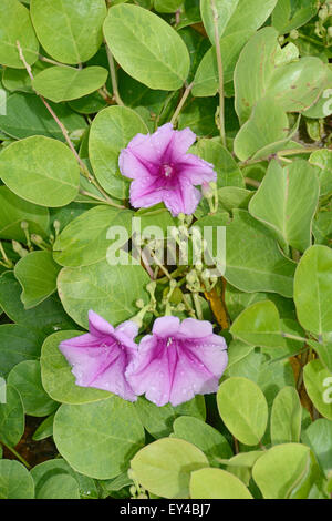 Railroad Vine : Ipomoea pes-caprae. La Barbade. Banque D'Images
