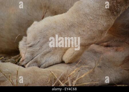 Patte de Lions. Pris alors que le grand mâle est relaxant. Banque D'Images