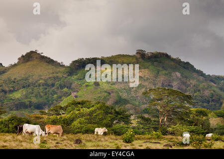 Panama paysage de montagne avec bétail dans les terres agricoles près de la Pintada dans la province de Cocle, République de Panama, Amérique centrale. Banque D'Images