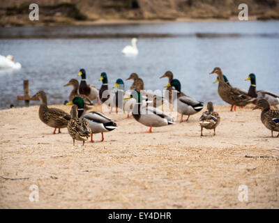 Un covey de canard sauvage dans la rivière Banque D'Images