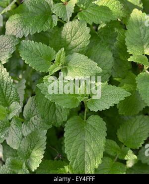 Détail de vert feuilles de mélisse dans le jardin Banque D'Images