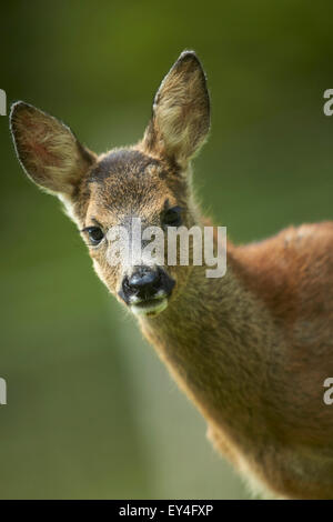 Le chevreuil (Capreolus capreolus)head and shoulders portrait Banque D'Images