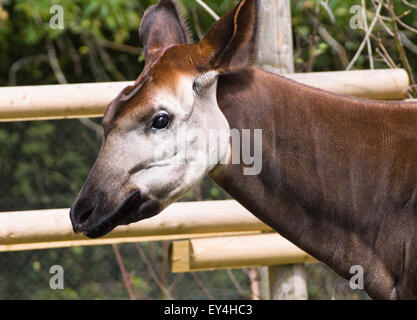 Le lieu sauvage zoo de Bristol projet Okapi Banque D'Images