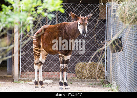 Le lieu sauvage zoo de Bristol projet Okapi Banque D'Images
